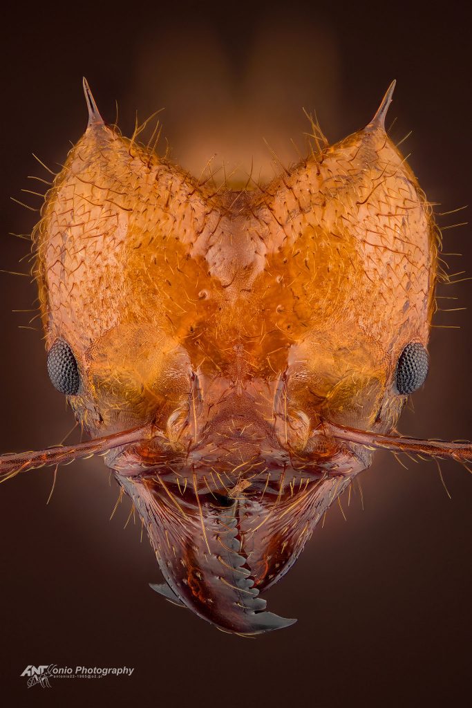 Ant Atta cephalotes from Peru
