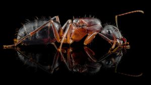 Camponotus barbaricus Q