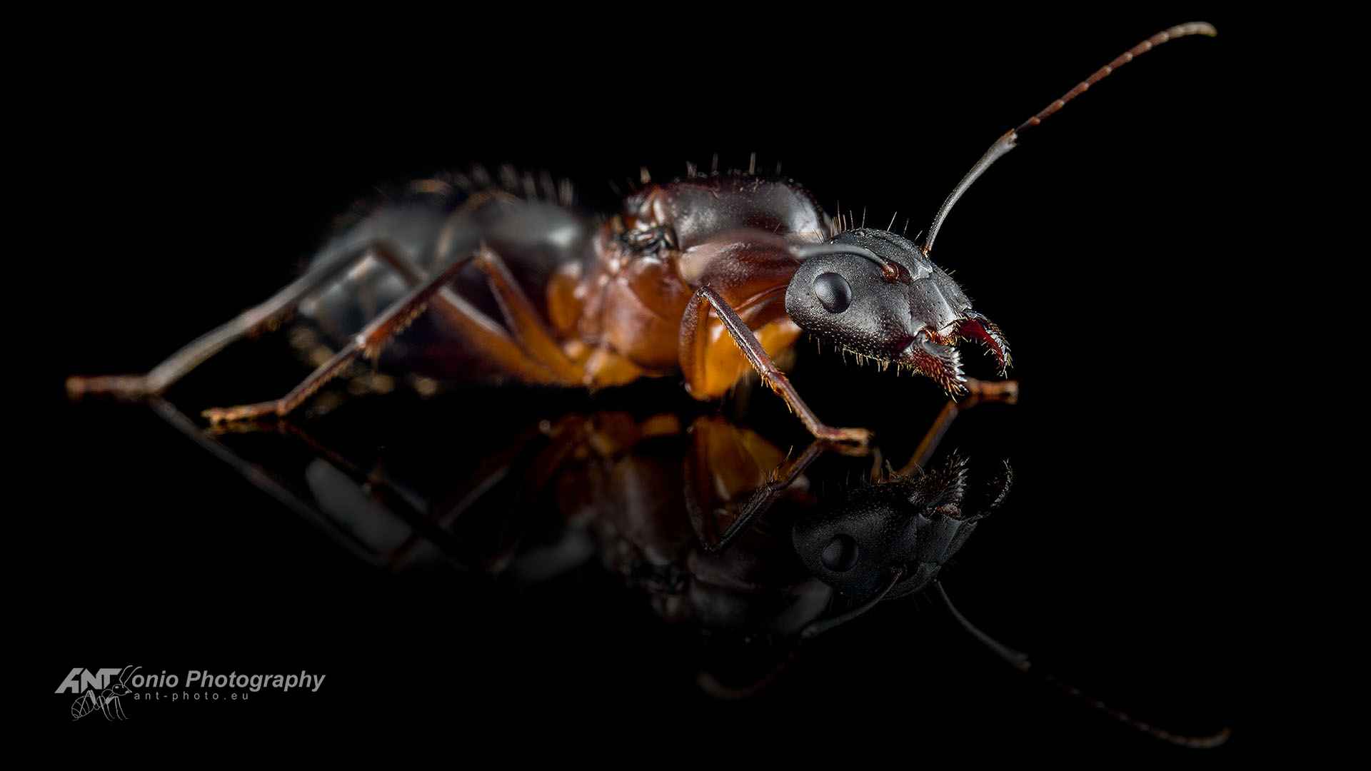 queen Camponotus barbaricus królowa mrówek