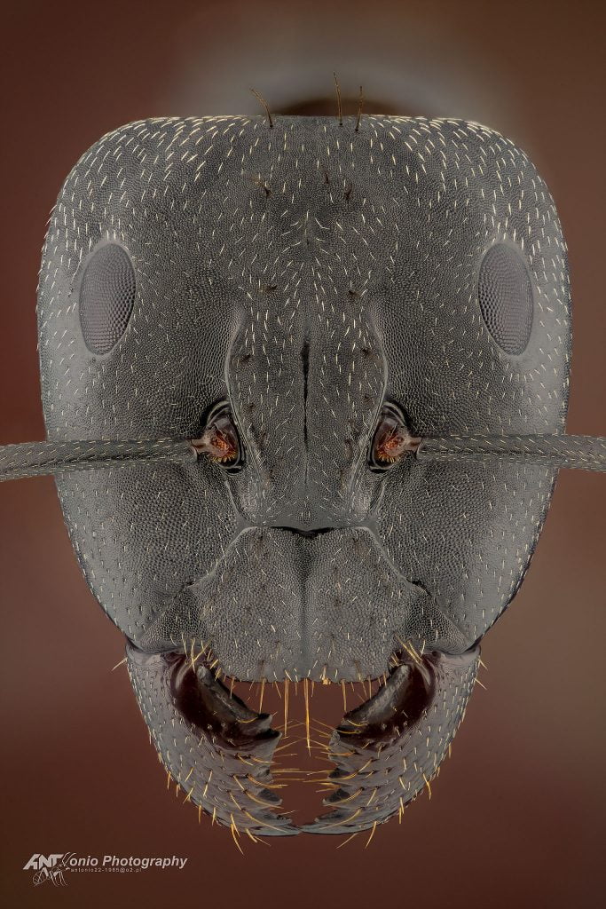 Ant Camponotus cruentatus from Portugal