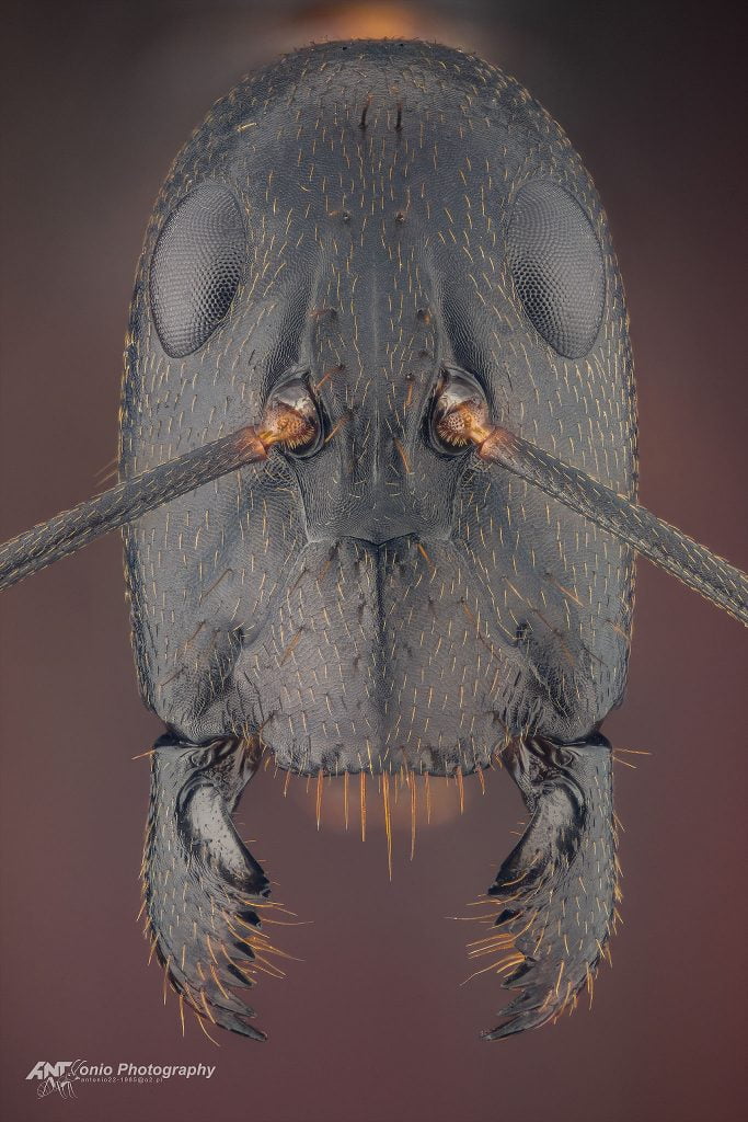 Ant Camponotus etiolipes from Kenya