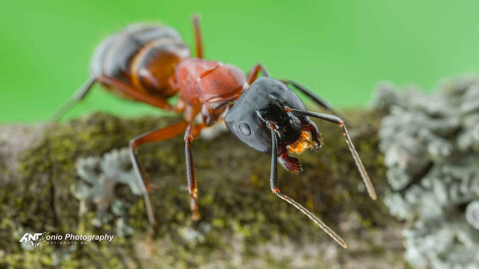 Angry soldier Camponotus ligniperda on a branch covered with moss