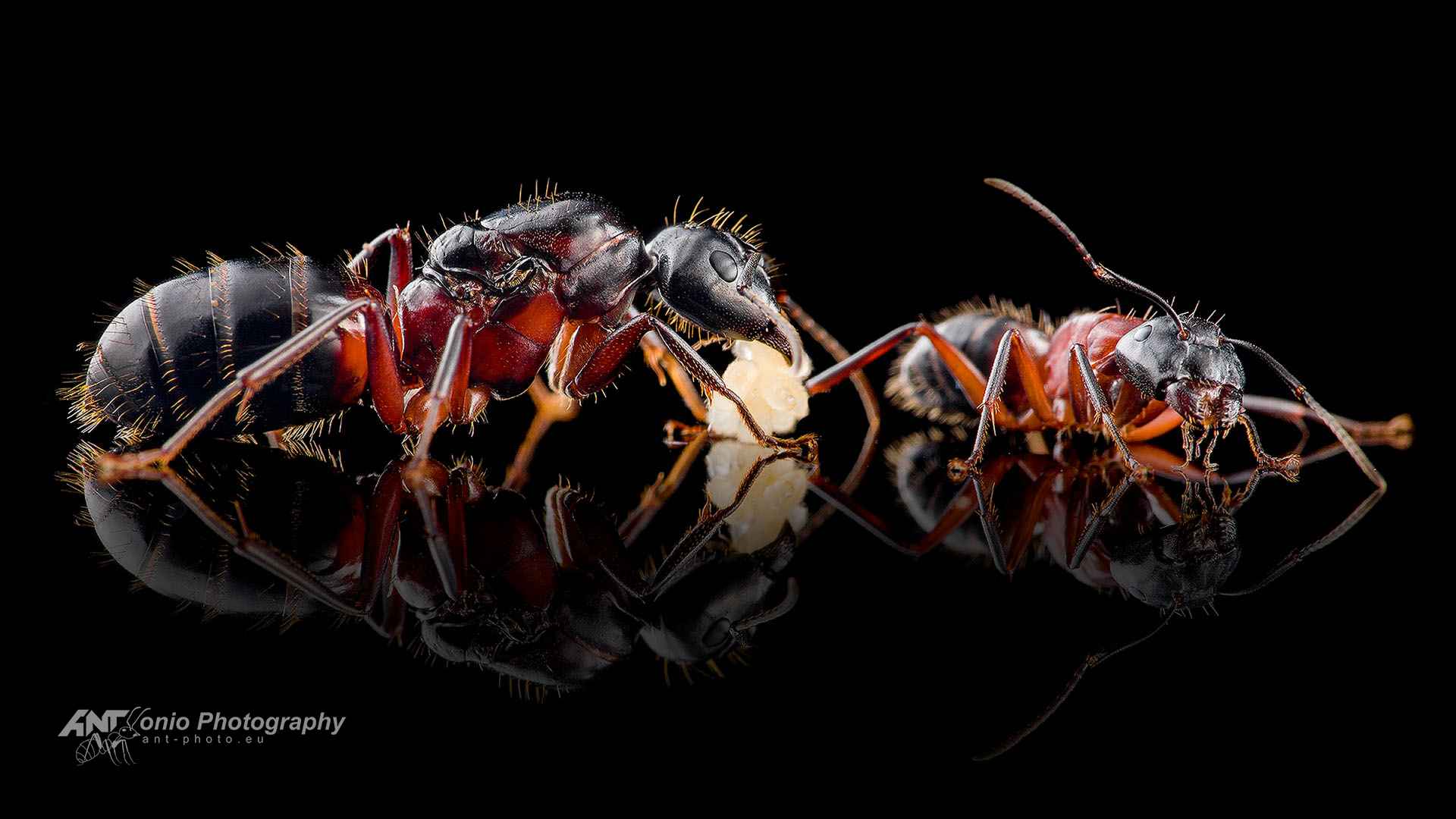 Camponotus ligniperda queen