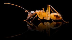 Camponotus maculatus 1