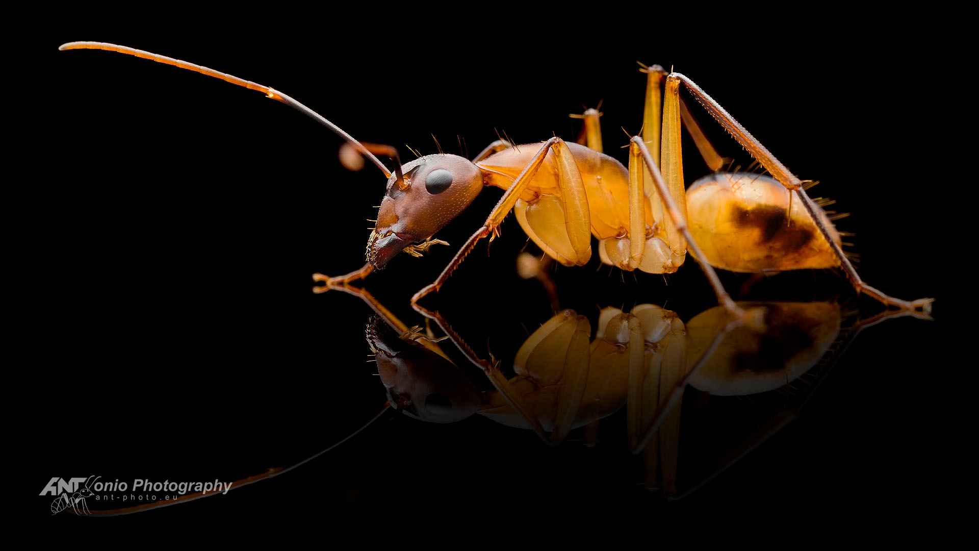 Camponotus maculatus