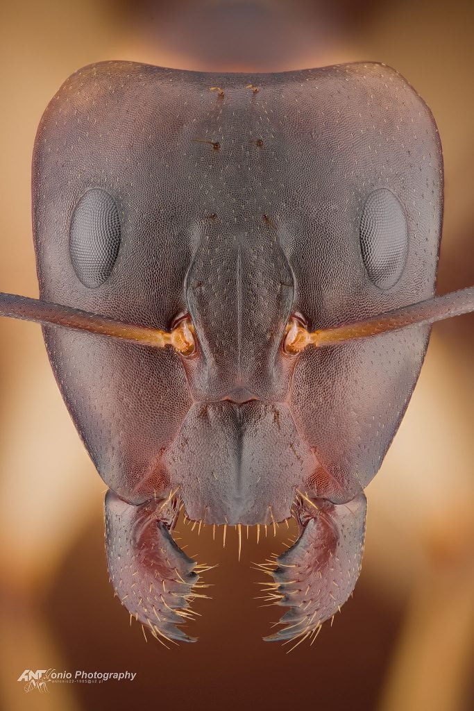 Ant Camponotus maculatus from Namibia