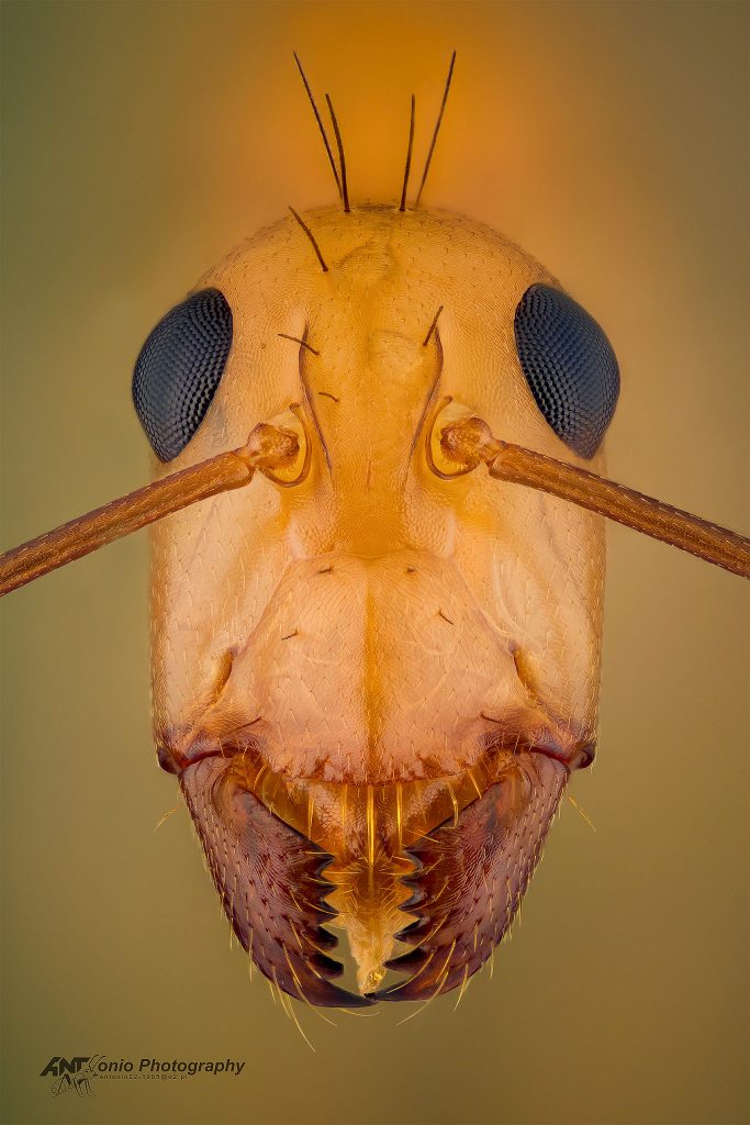 Ant Camponotus maculatus from Kenya