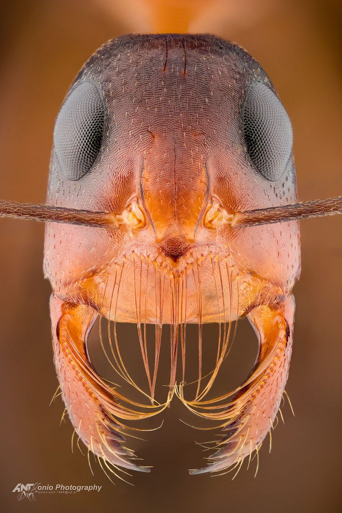 Ant Camponotus mystaceus kamae from Namibia