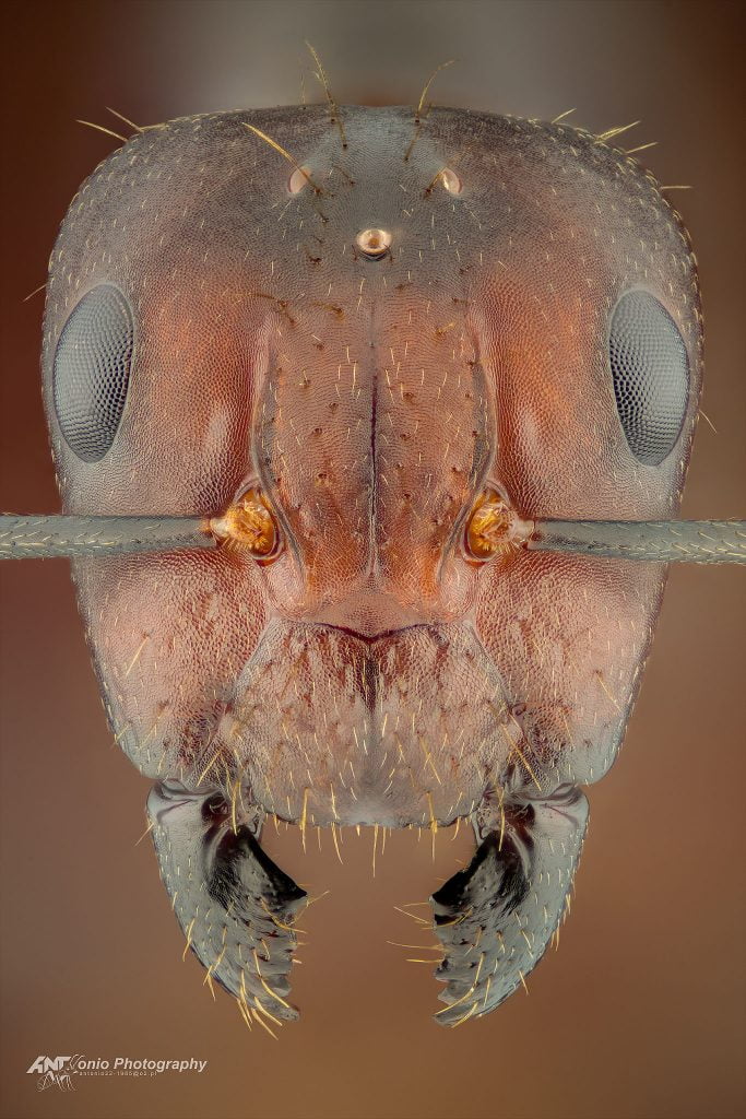 Ant queen Camponotus nicobarensis from Asia