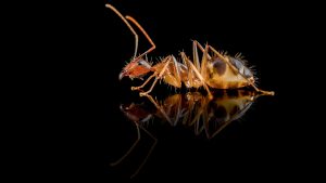 Camponotus pseudoirritans minor2