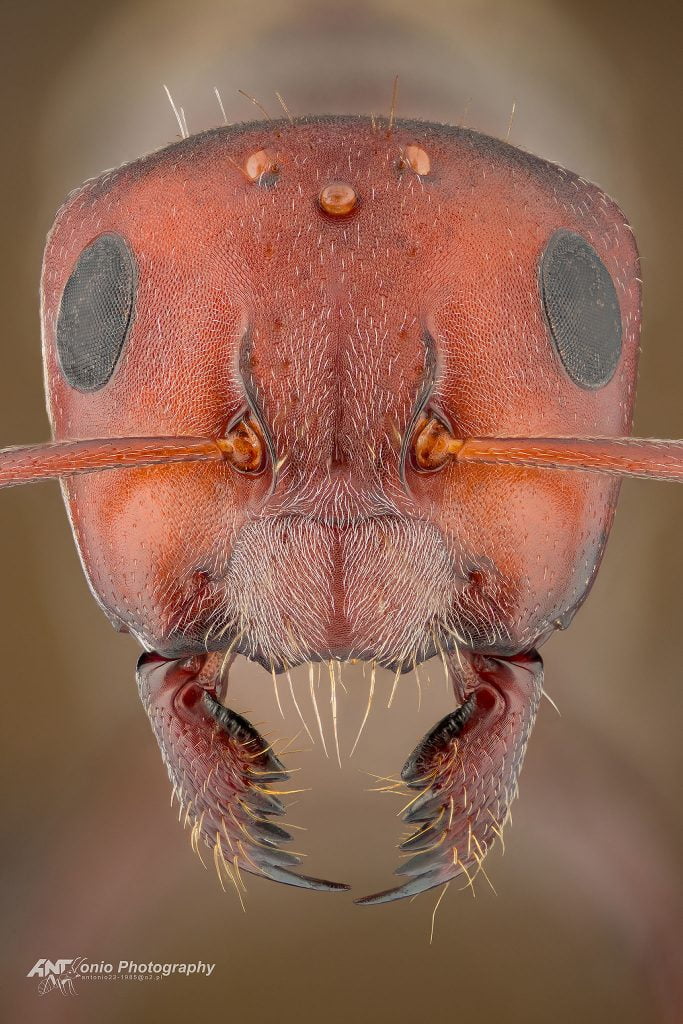 Ant queen Camponotus sericeus