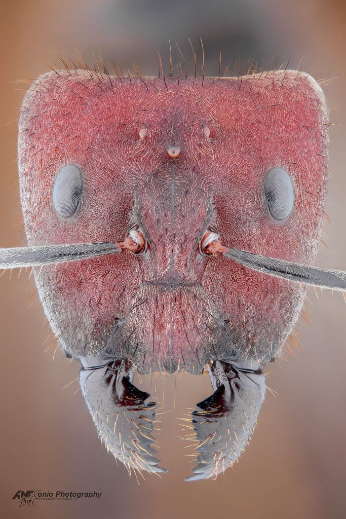 Ant Camponotus singularis from Asia