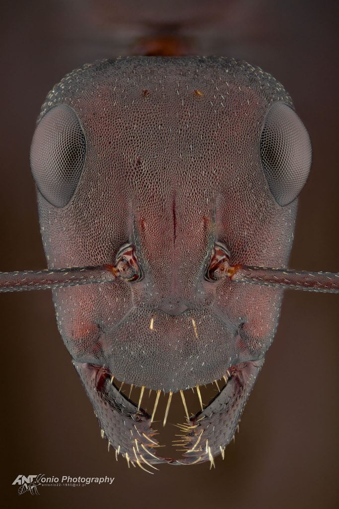 Camponotus storeatus