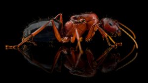 Camponotus turcestanicus