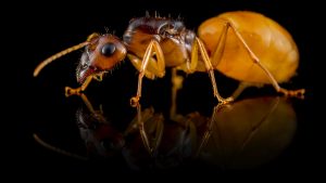 Camponotus turcestanus3 queen