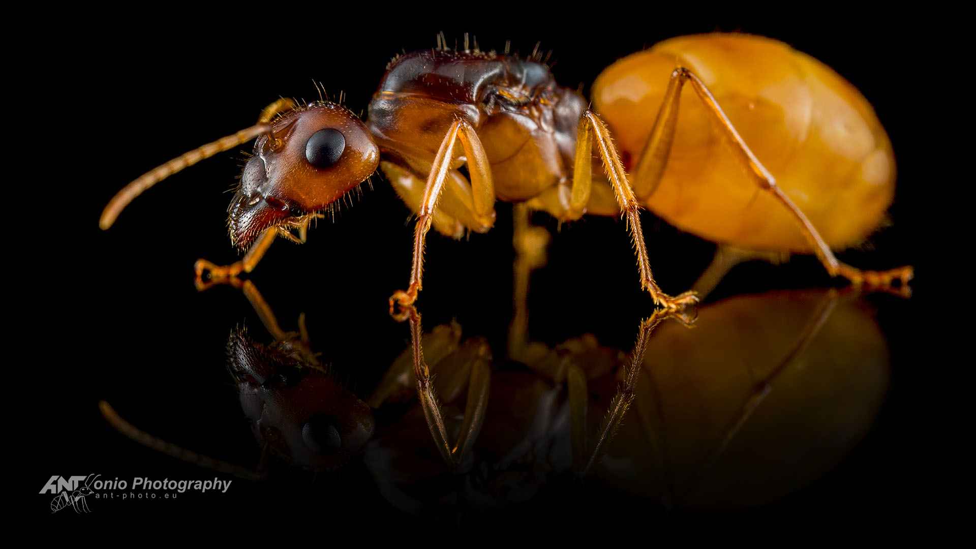 Camponotus fedtschenkoi