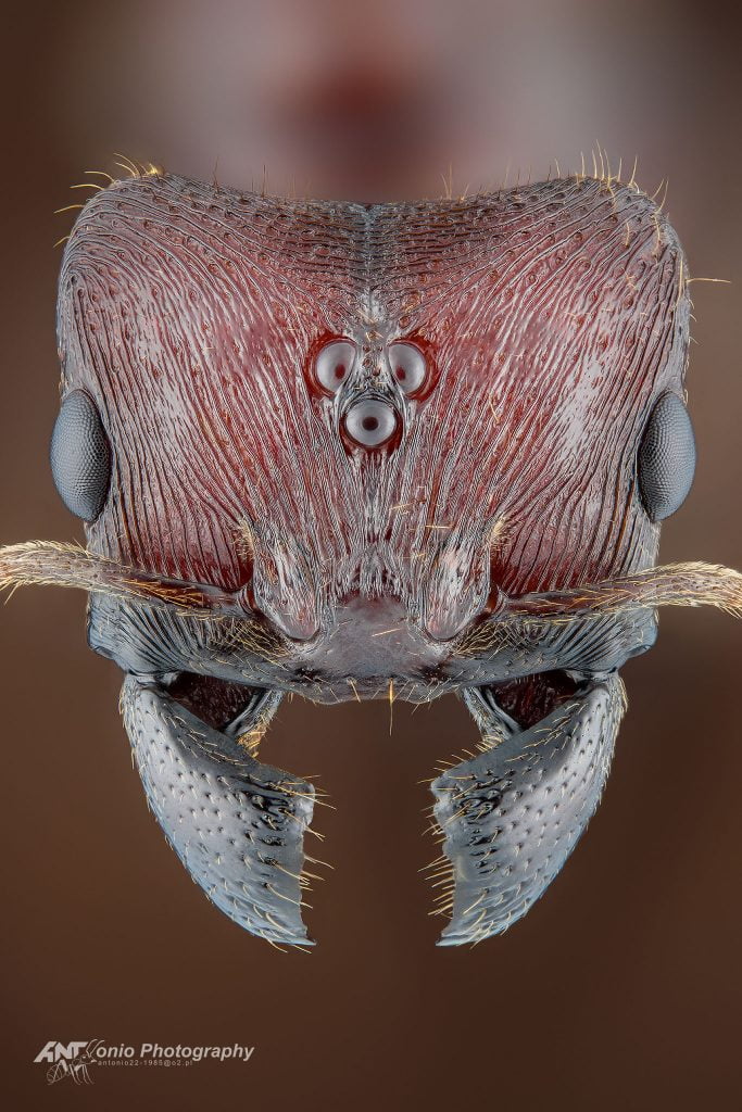 Ant Carebara diversa from Asia