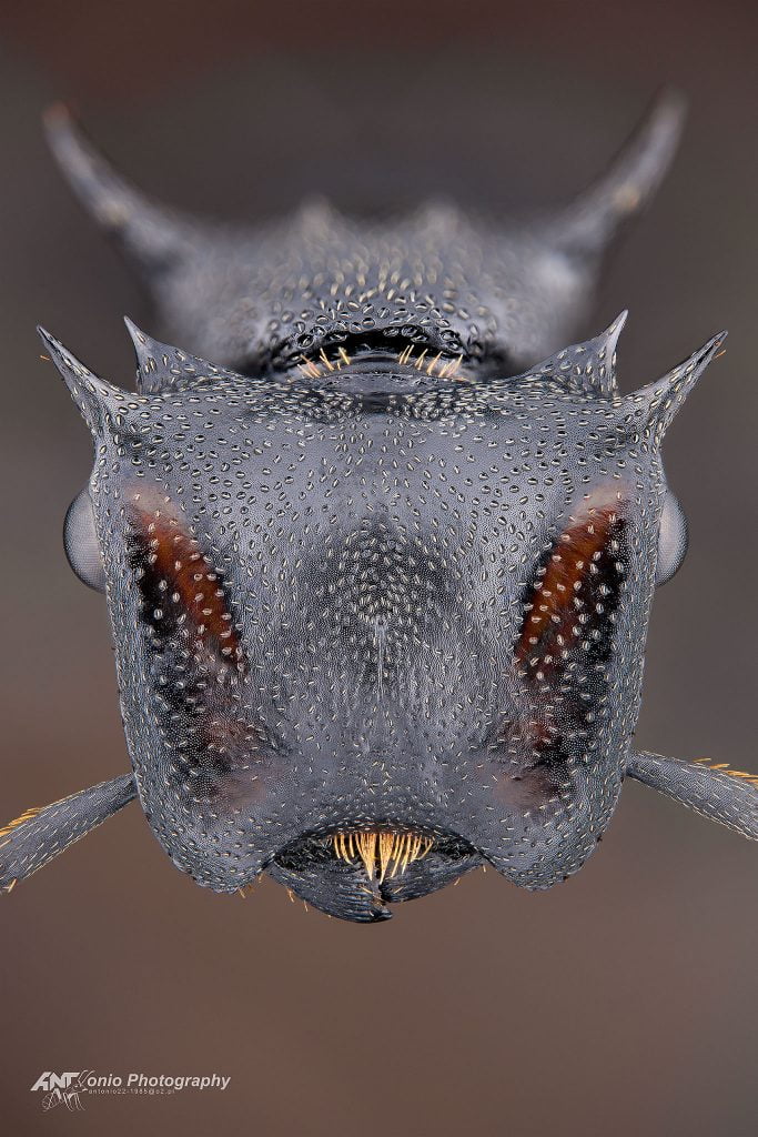 Ant Cephalotes atratulus from Panama