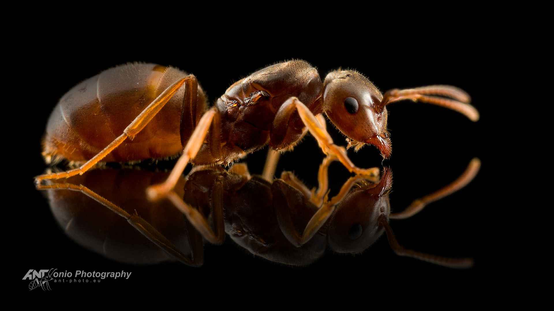 Chthonolasius ants