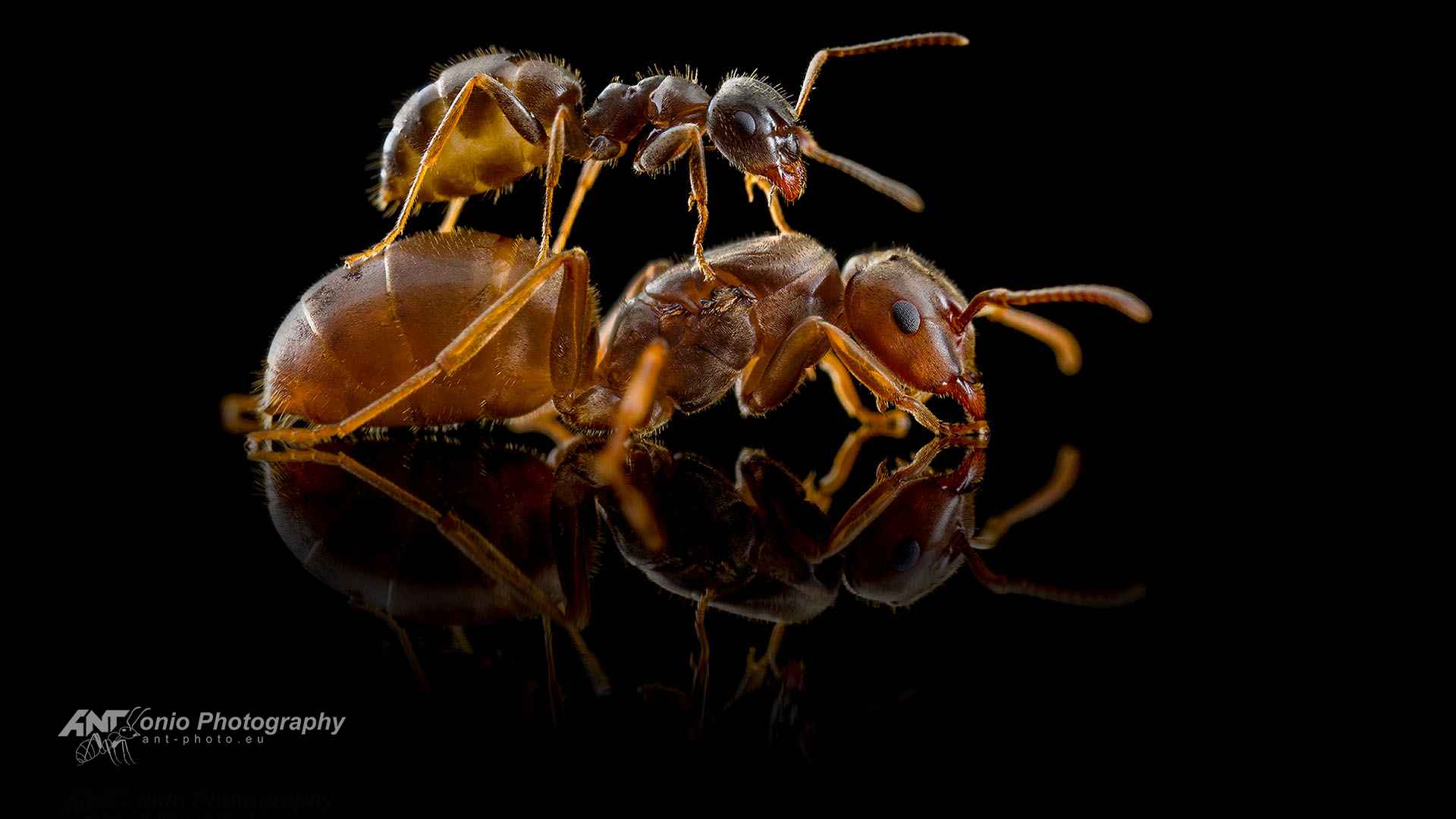 Chthonolasius ants