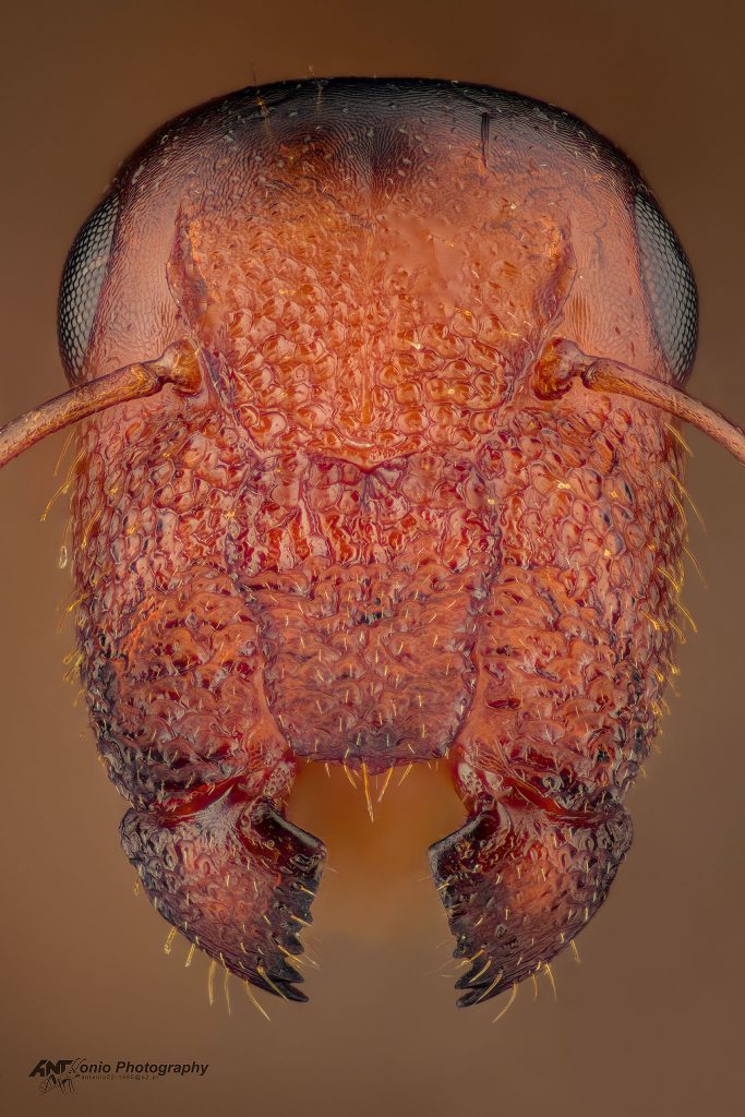 Ant Colobopsis truncata from Poland