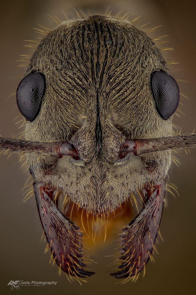 Ant Diacamma rugosum from Borneo