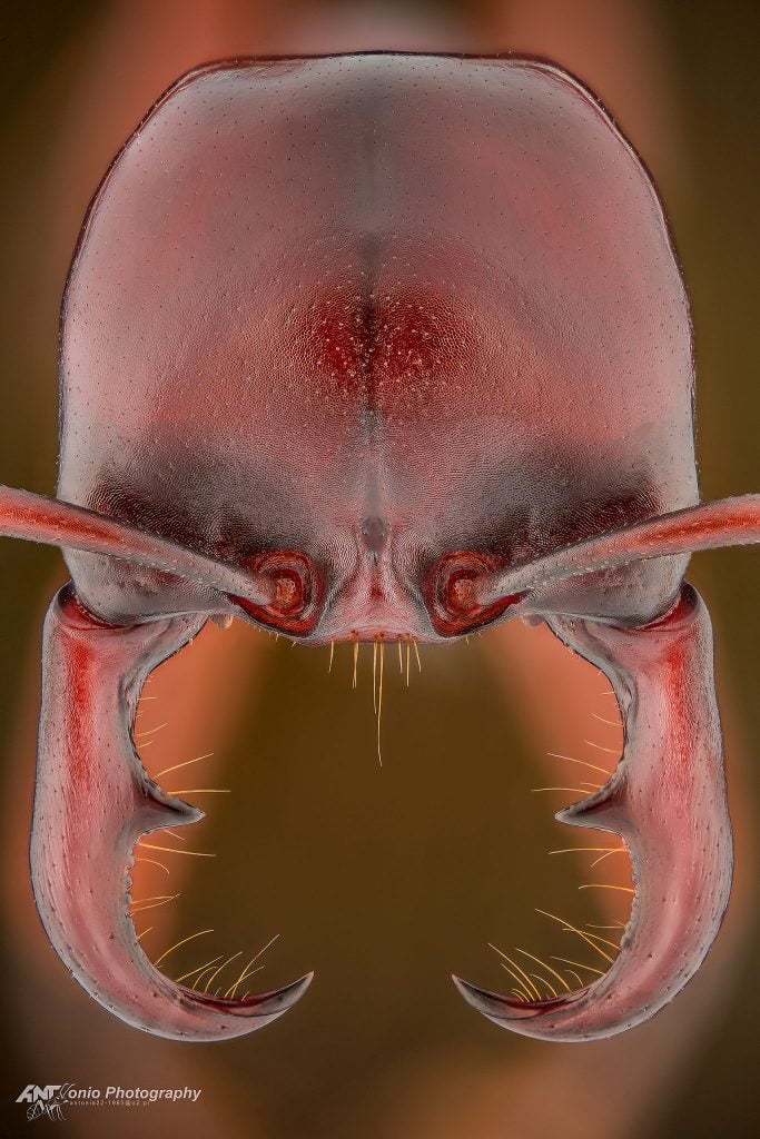 Ant Dorylus sp. from Uganda