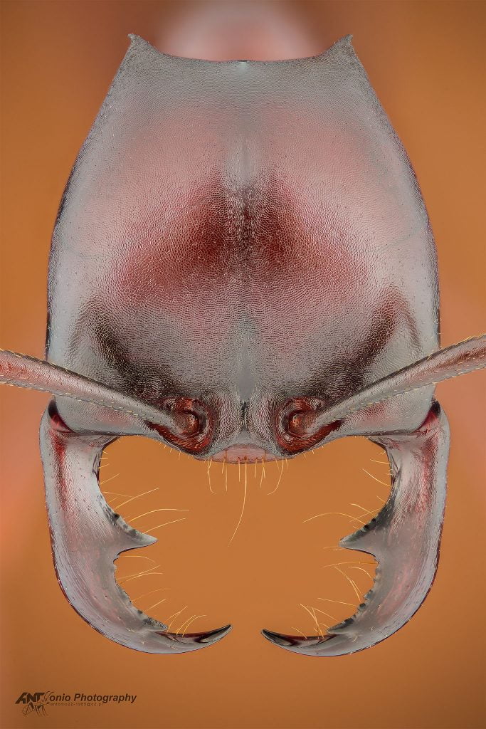 Ant Dorylus sp. from Uganda