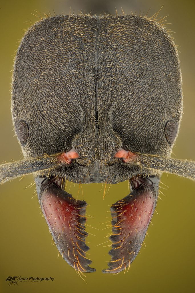 Ant Ectomomyrmex sp. from Bali