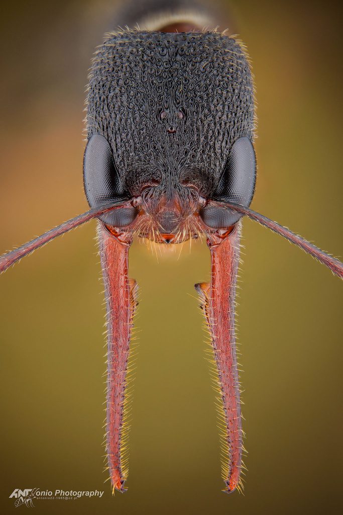 Ant Harpegnathos venator from Malaysia