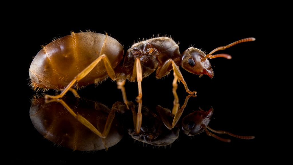 Lasius flavus ANTonio Photography