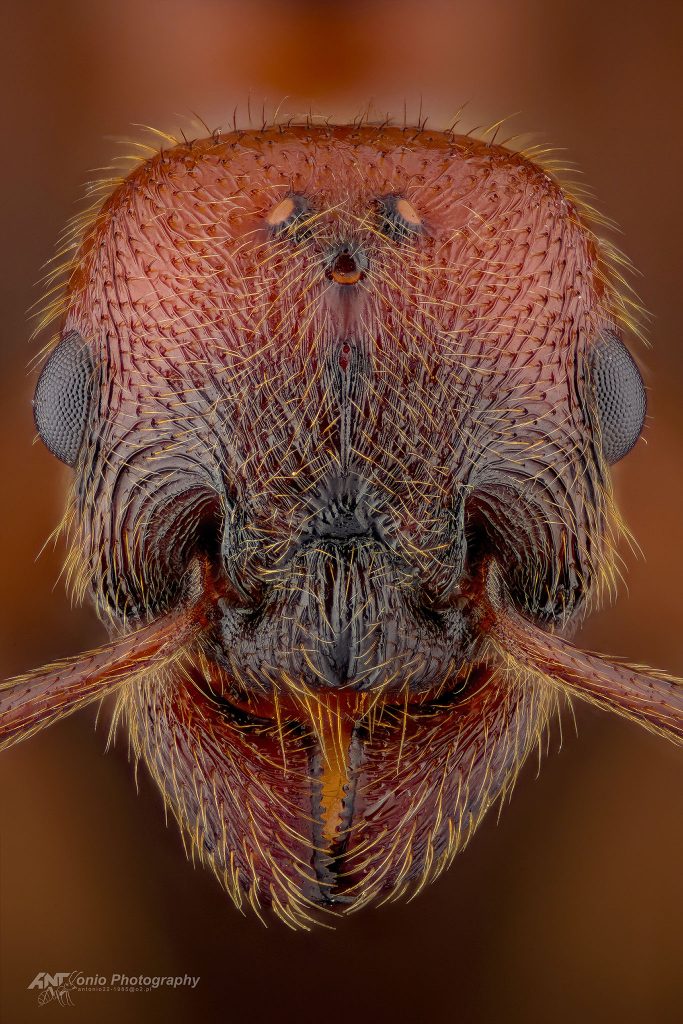 Ant Manica rubida from Poland