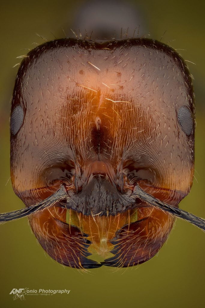 Ant Messor barbarus from Portugal