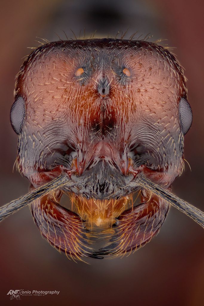 Ant Messor barbarus queen from Portugal