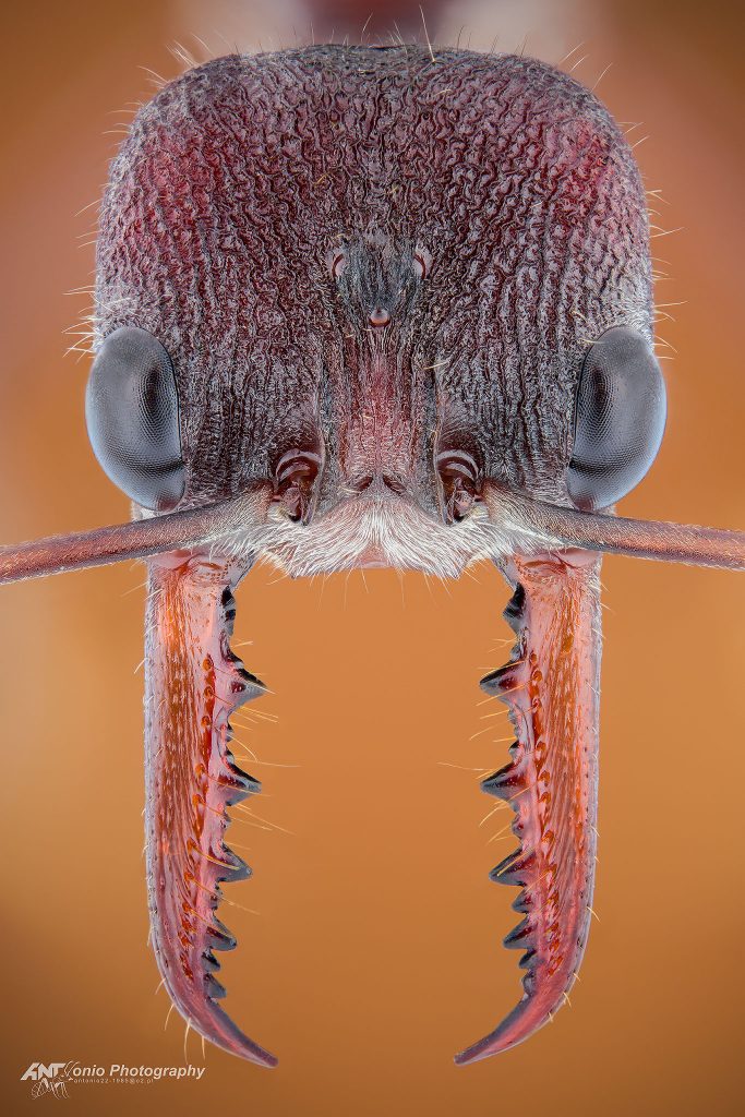 Ant Myrmecia simmilina from Australia