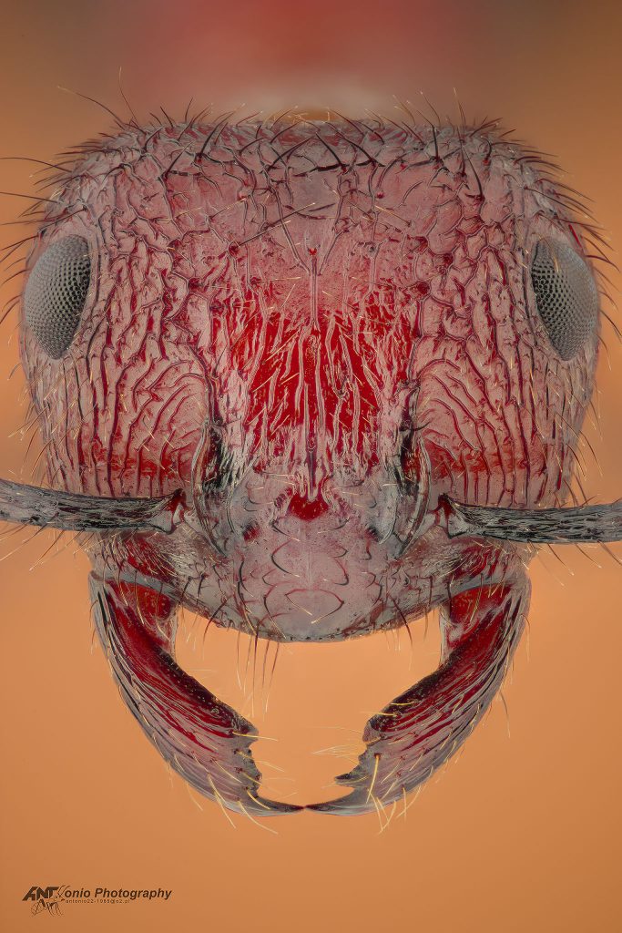 Ant Myrmicaria baumi from Namibia