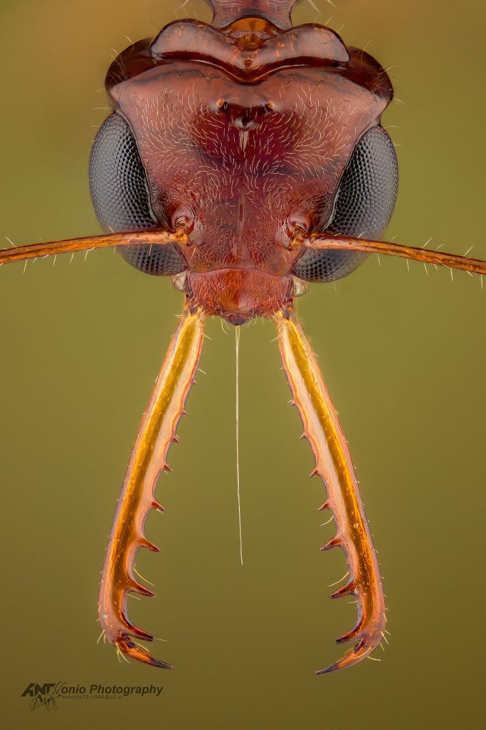 Ant Myrmoteras iriodum from Borneo
