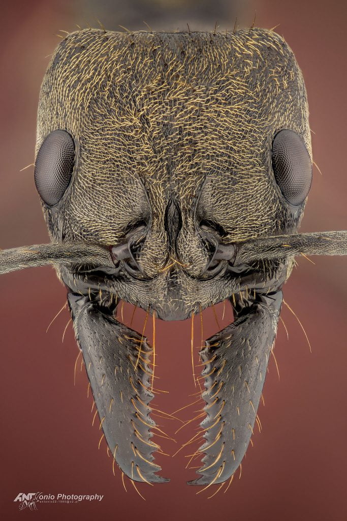 Ant Neoponera villosa from Brazil