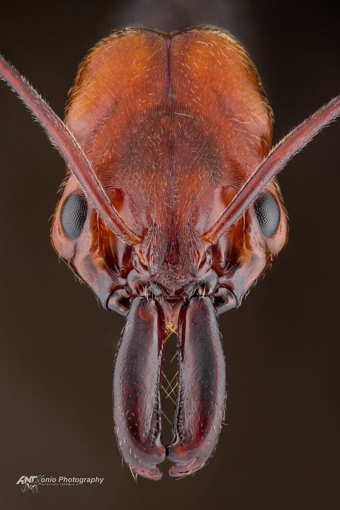 Ant Odontomachus erythrocephalus