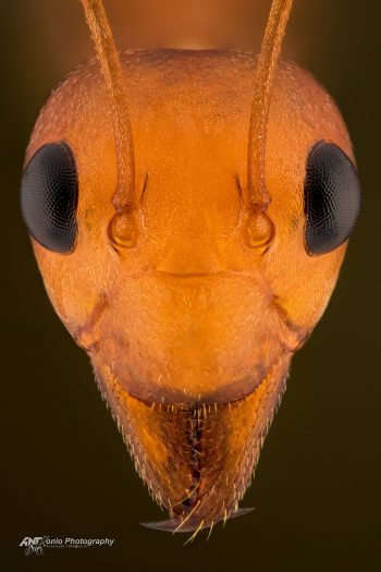 Ant Oecophylla longinoda from Mozambique