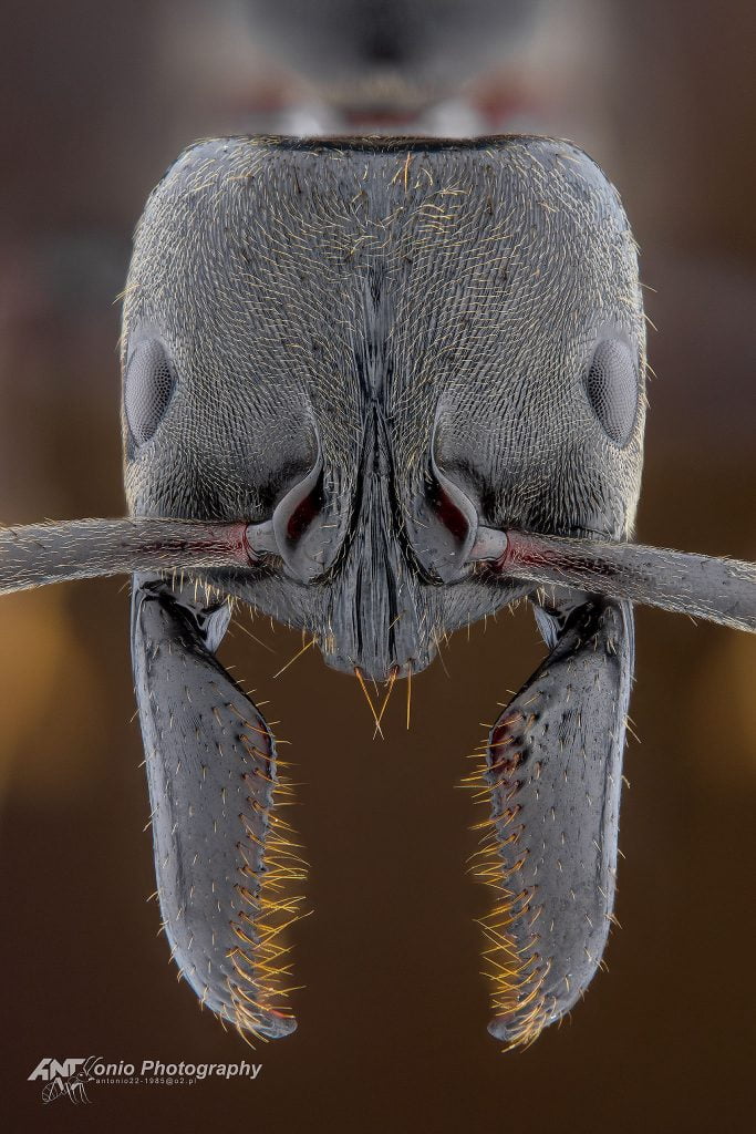 Ant Paltothyreus tarsatus from Namibia