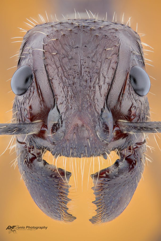 Ant Paraponera clavata from Panama