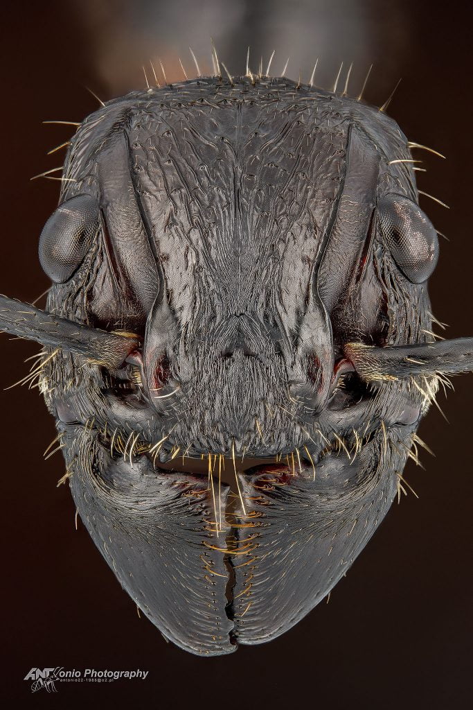 Ant Paraponera clavata from Brazil