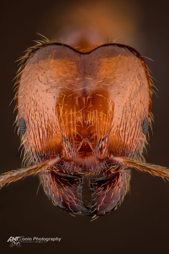 Ant Pheidole pallidula from Portugal