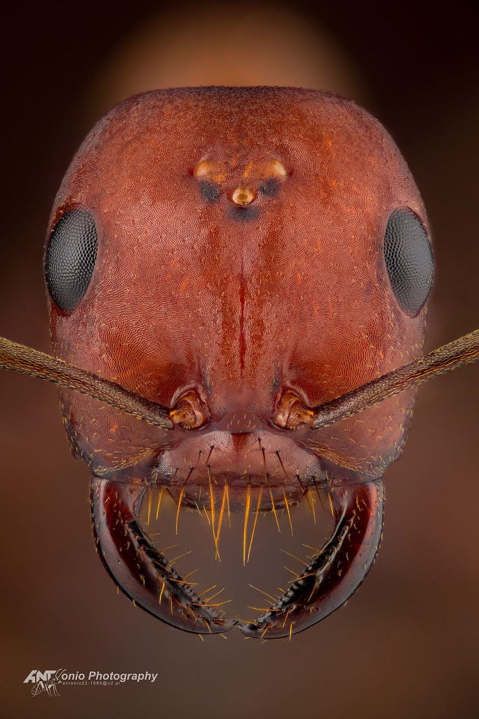 Ant Polyergus rufescens from Poland