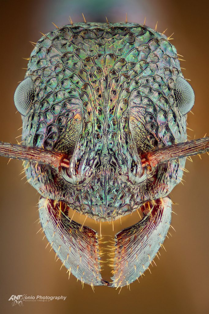 Ant Rhytidoponera violacea from Australia