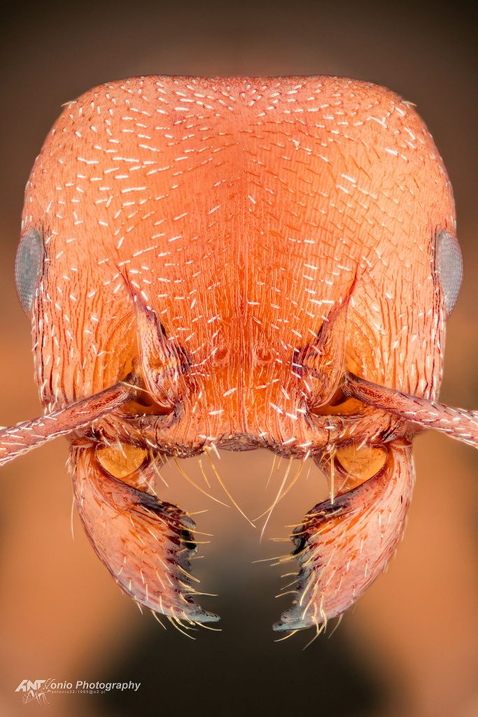 Ant Tetramorium setuliferum from Namibia
