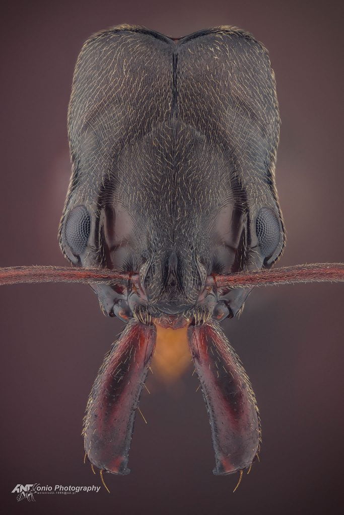 Ant Odontomachus troglodytes from Kenya