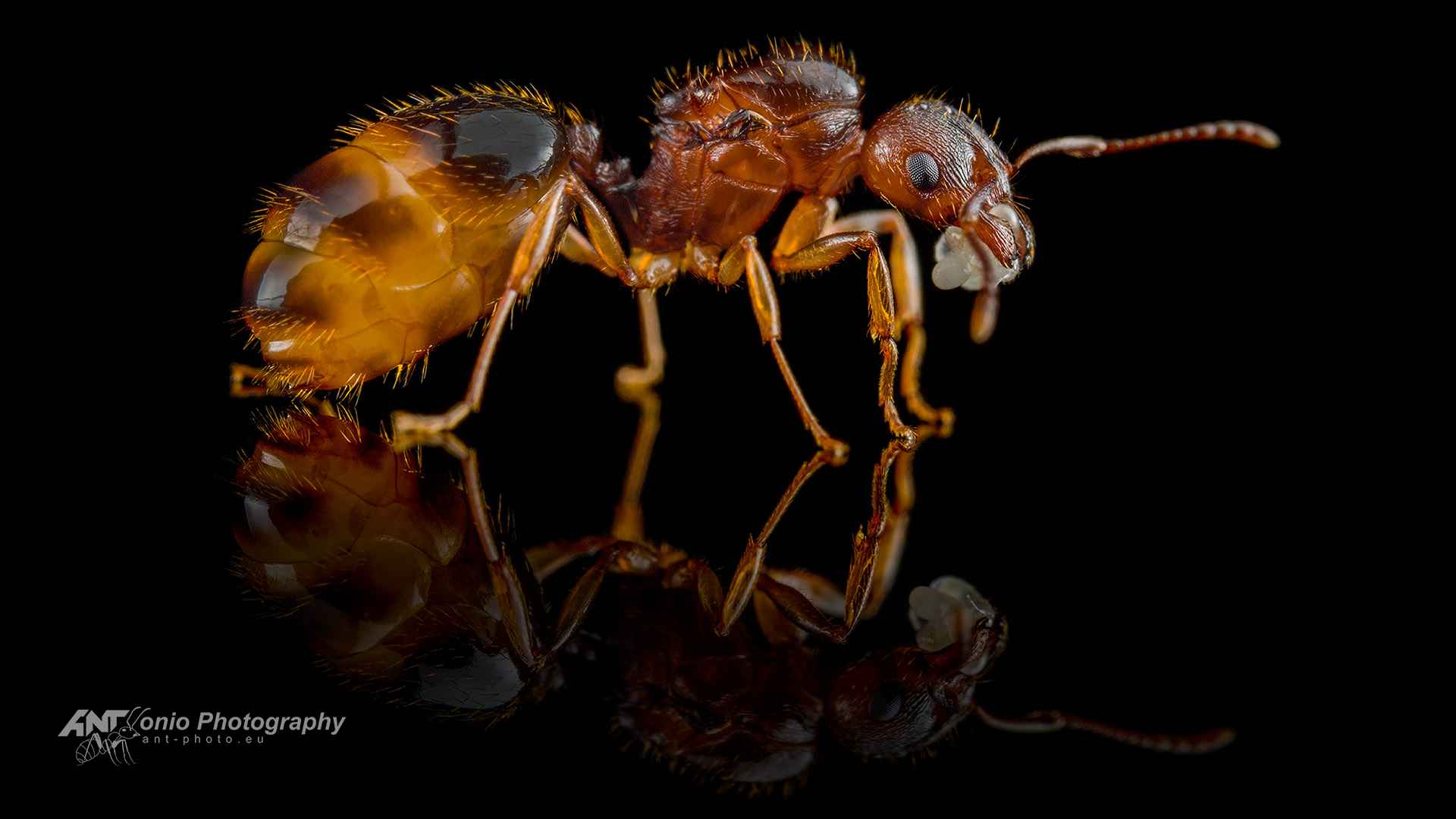 Ant Aphaenogaster subterranea queen