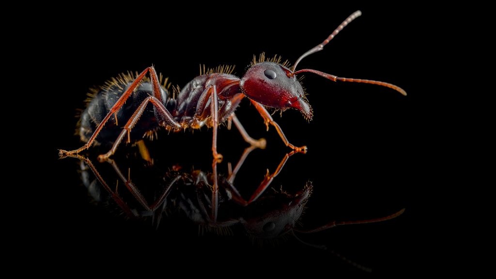 Camponotus aethiops - ANTonio Photography